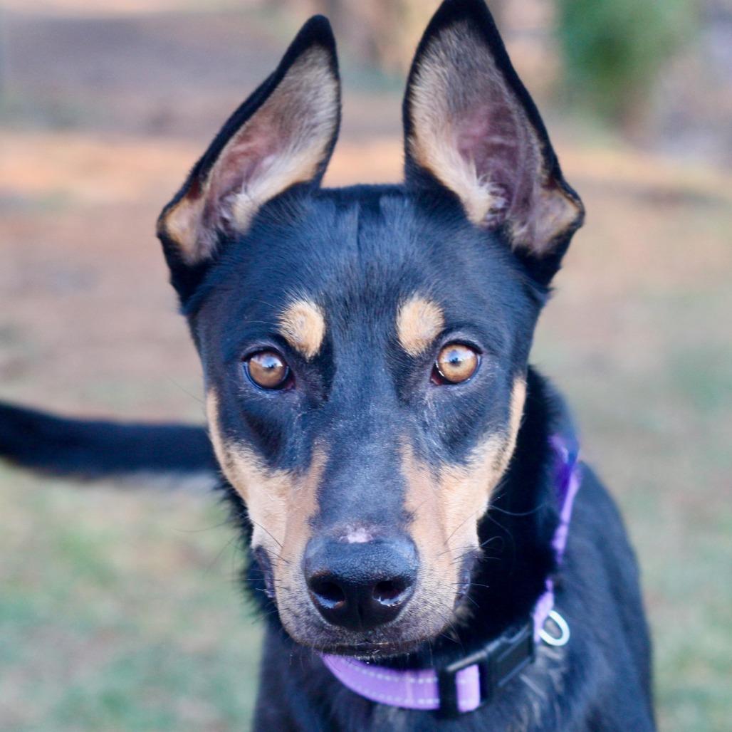 Enlarge Blitzen, a Adoptable mixed breed in Allentown, PA image 1/3