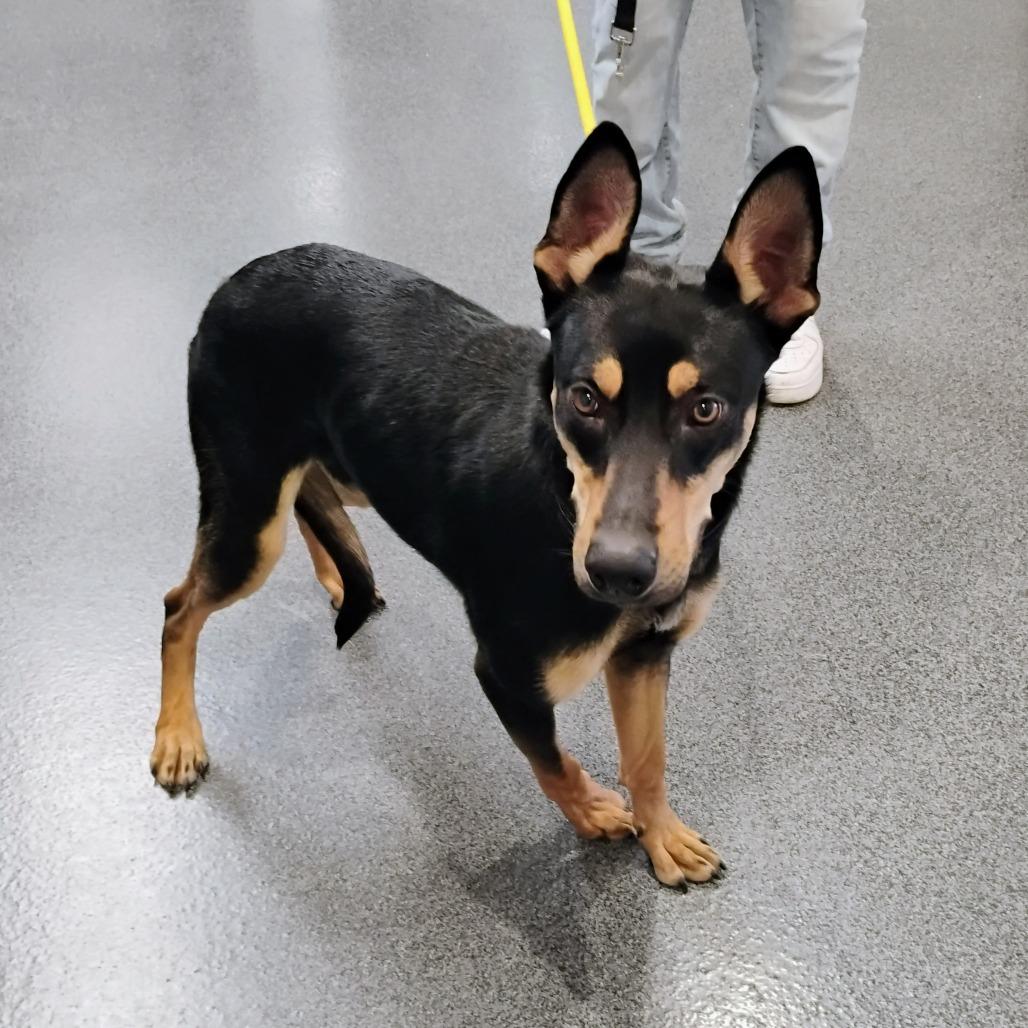 Enlarge Blitzen, a Adoptable mixed breed in Allentown, PA image 2/3