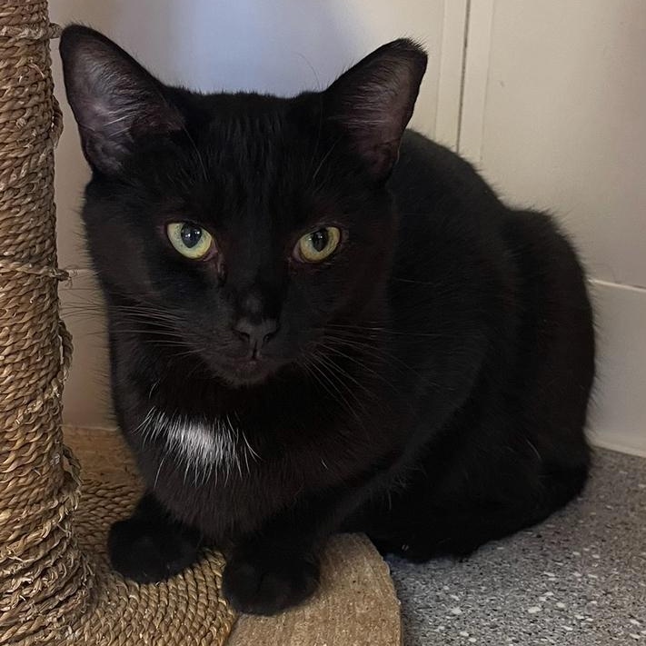 Star, a Adoptable Domestic Short Hair in Indiana, PA image 1/3