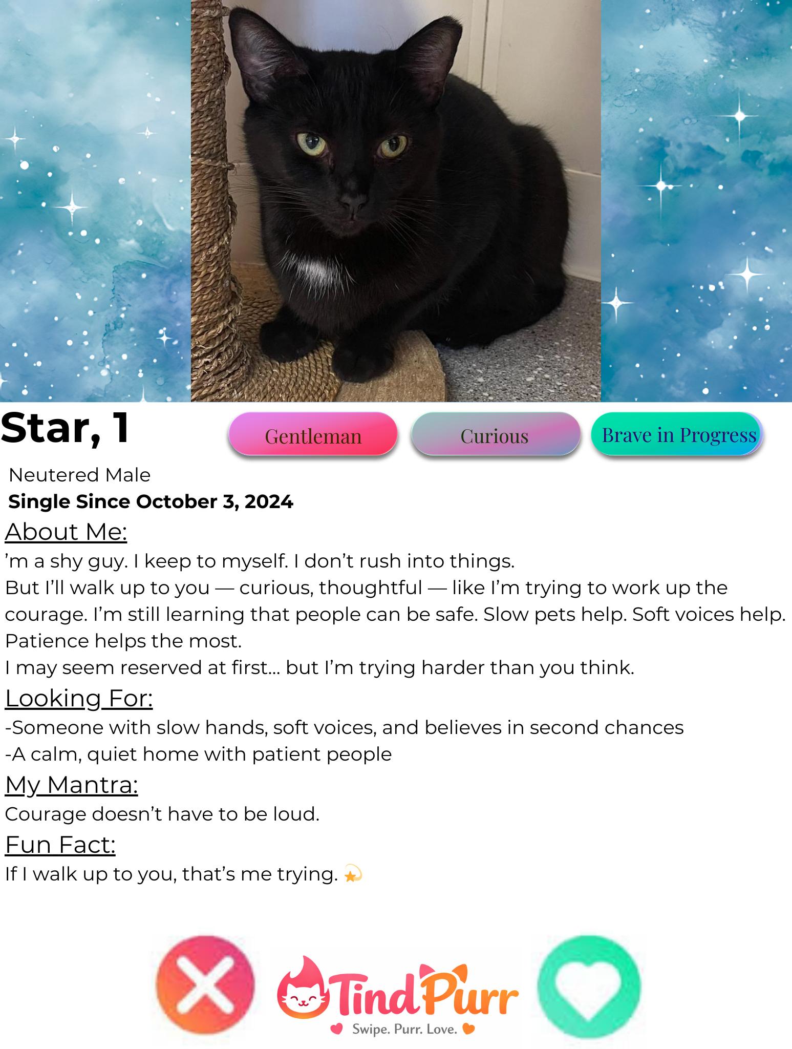 Star, a Adoptable Domestic Short Hair in Indiana, PA image 2/3