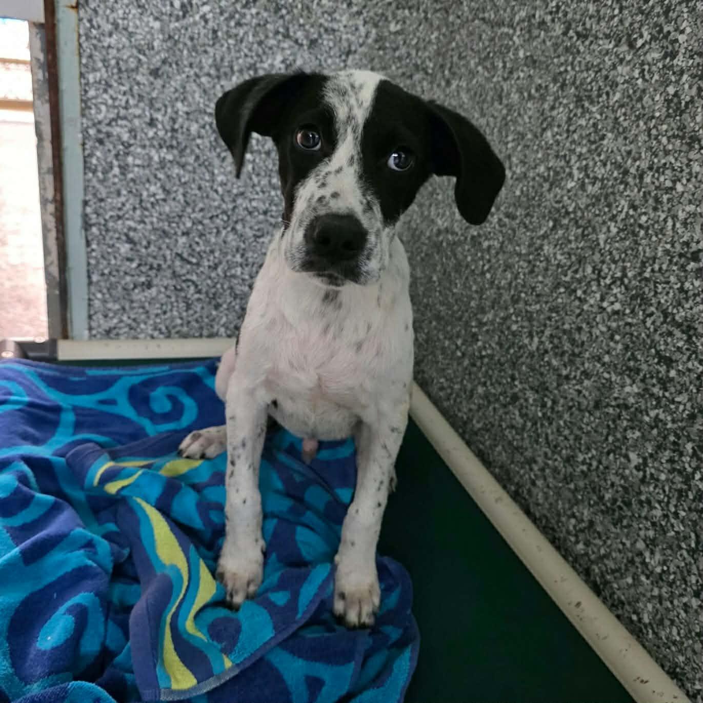 Banjo, Adopted, Puppy Male Hound.