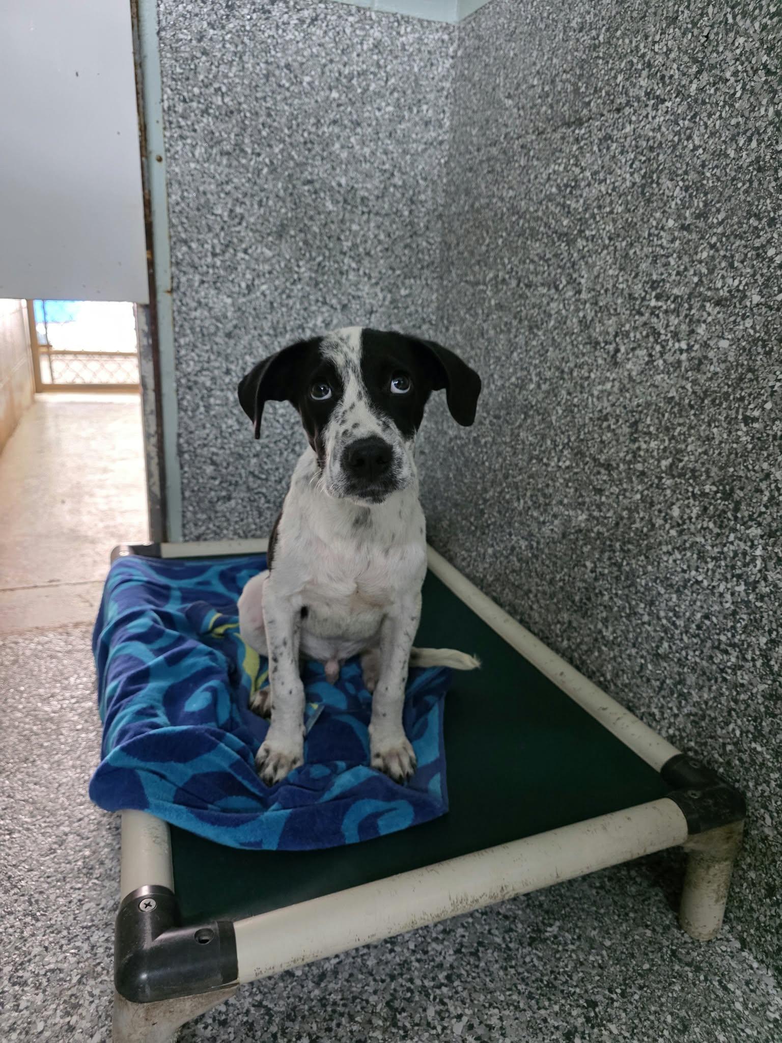 Enlarge Banjo, a Adopted mixed breed in Umatilla, FL image 2/2