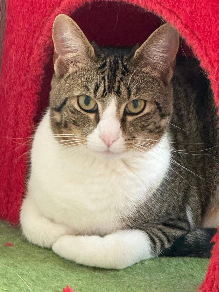 Maggie, Adoptable, Young Female Domestic Short Hair.