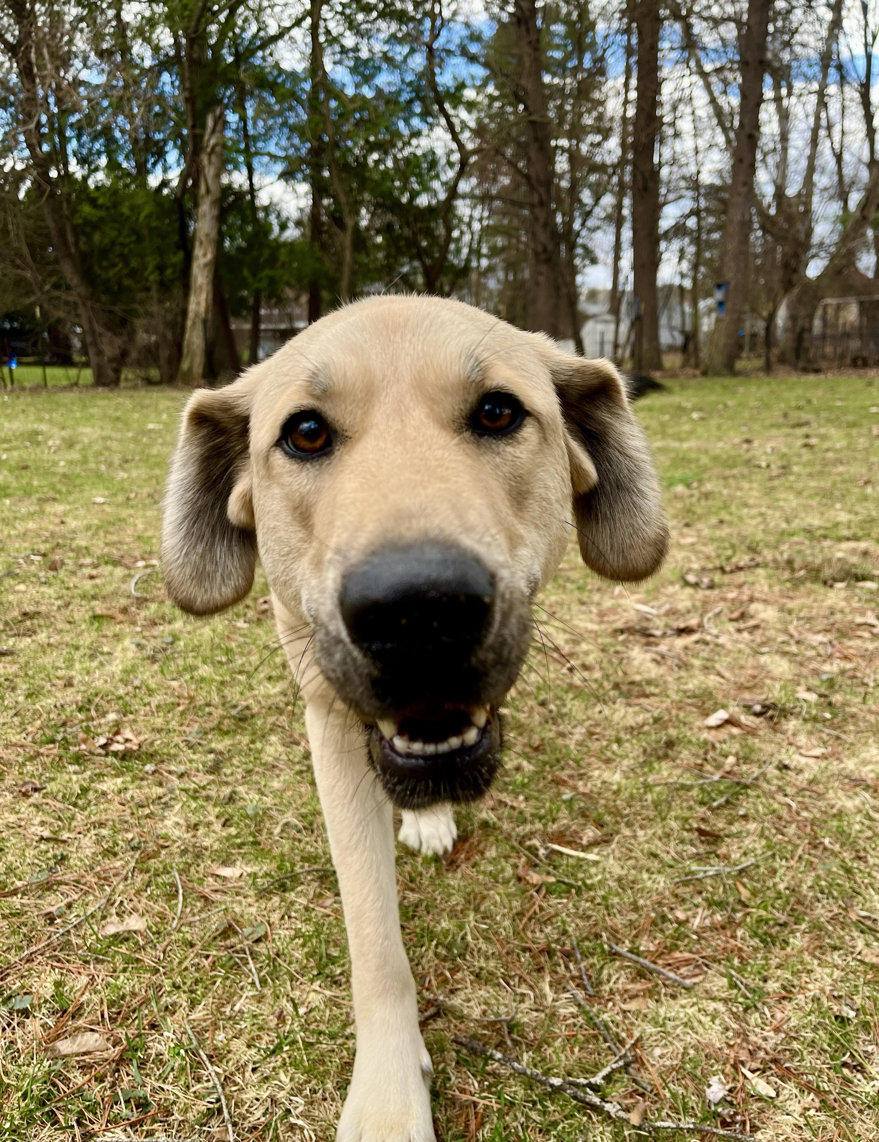 Enlarge Winnie, an adopted mixed breed in Albany, NY image 6/6