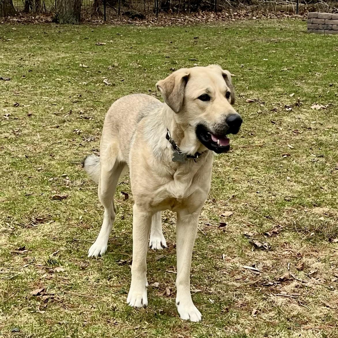 Enlarge Winnie, an adopted mixed breed in Albany, NY image 5/6