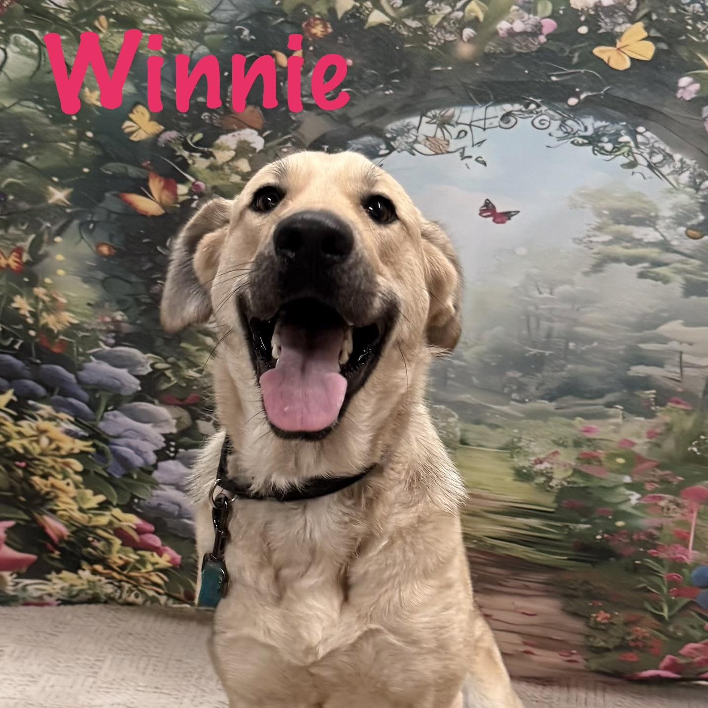 Enlarge Winnie, an adopted mixed breed in Albany, NY image 2/6