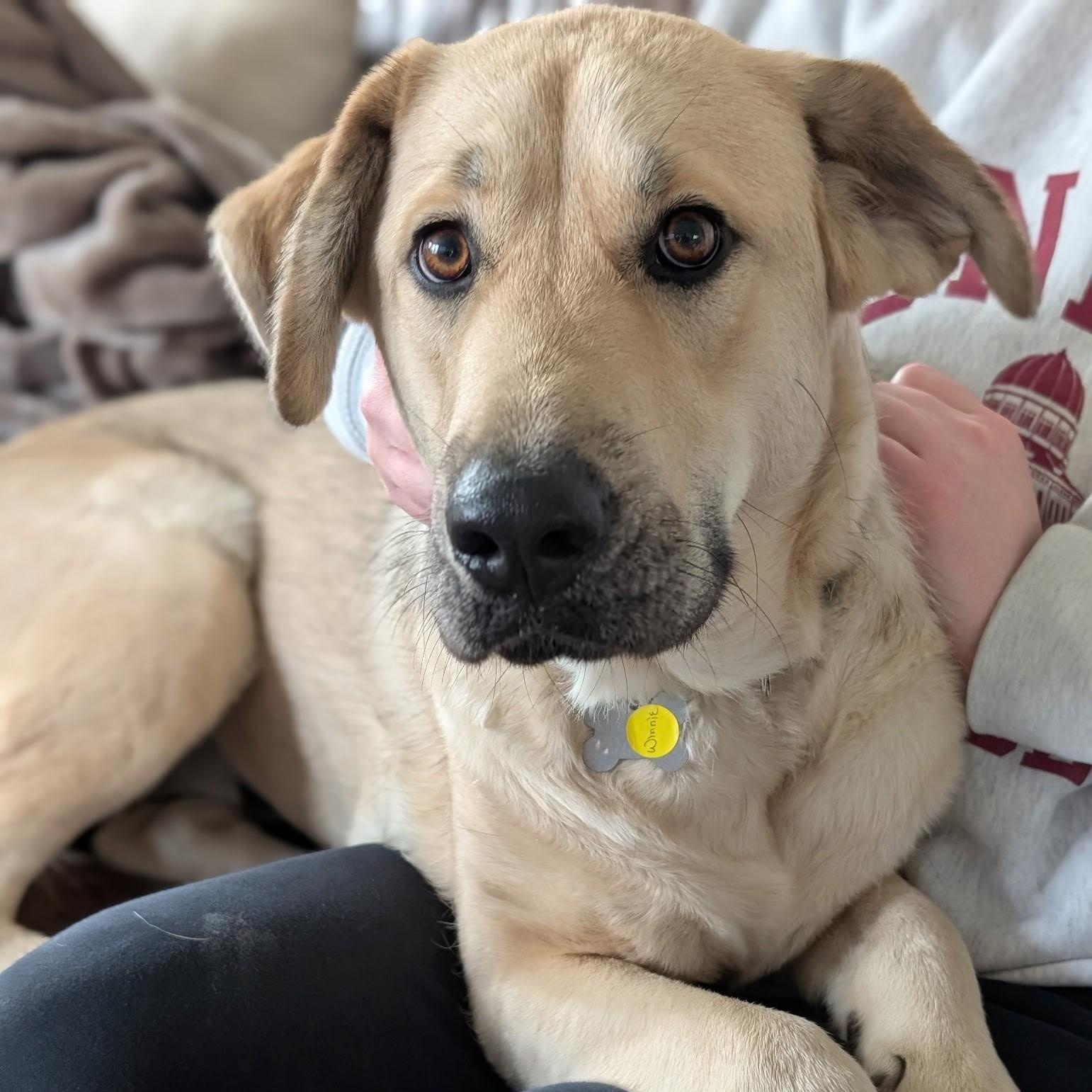 Winnie, adopted, Young Female Shepherd.