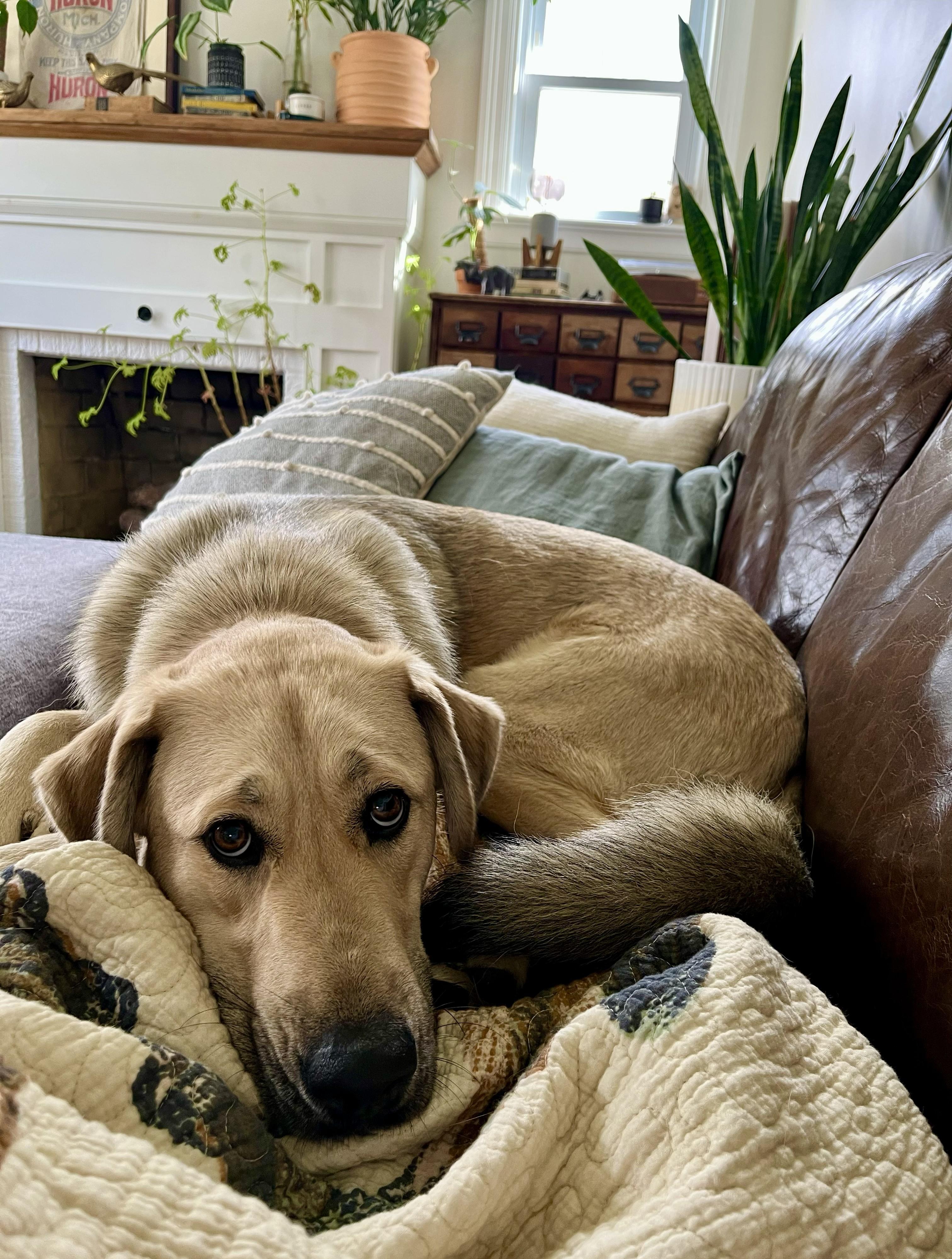 Enlarge Winnie, an adopted mixed breed in Albany, NY image 3/6