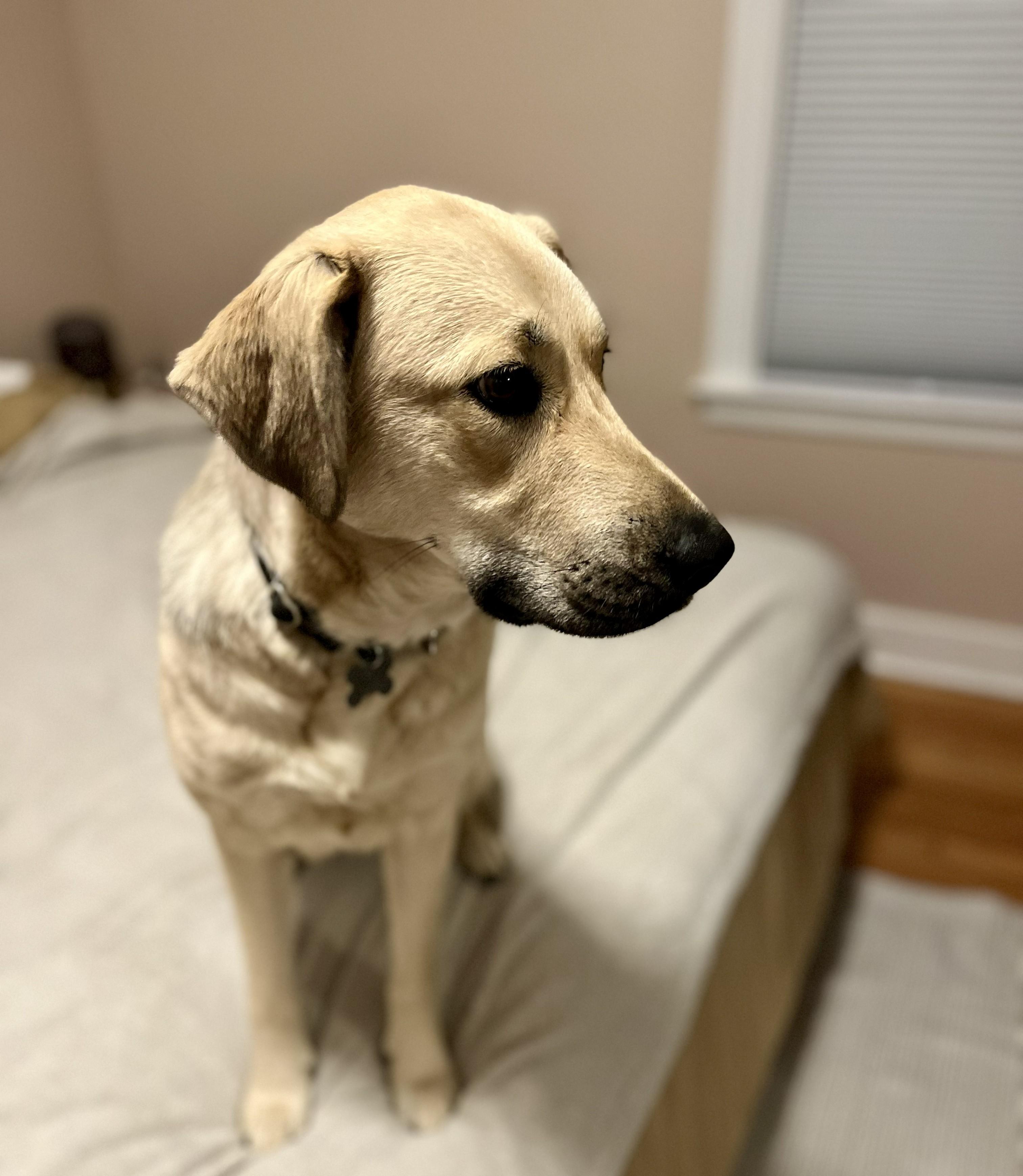 Enlarge Winnie, an adopted mixed breed in Albany, NY image 4/6