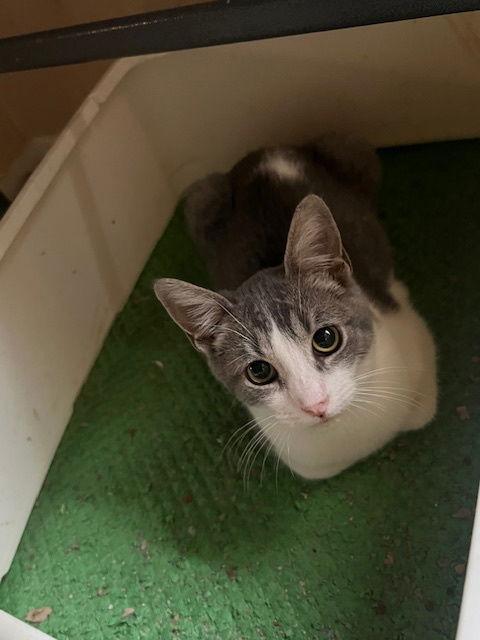 Enlarge Huckle, a Adoptable Domestic Short Hair in Glendale, AZ image 1/1