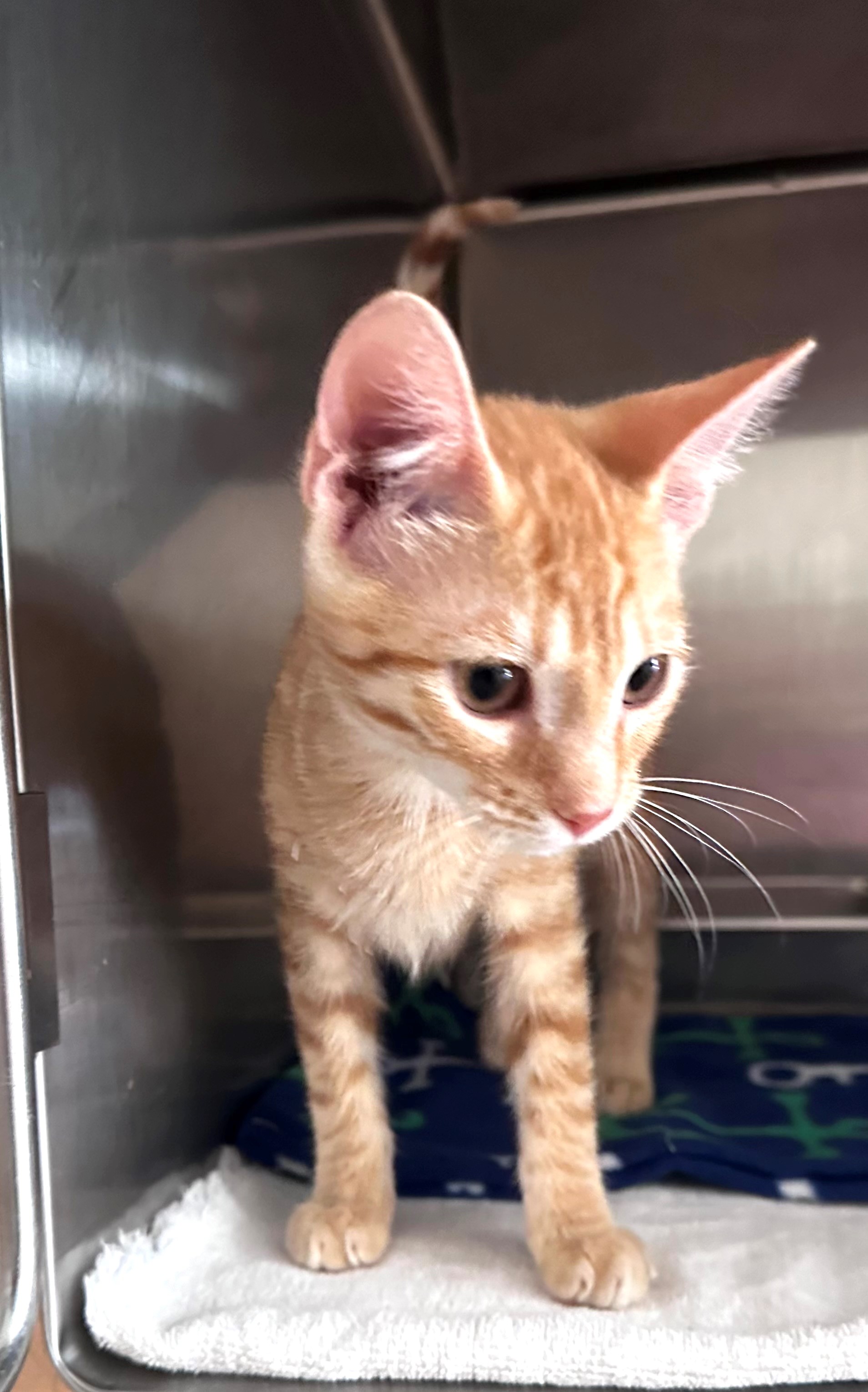 Cat for adoption Saturday, a Domestic Short Hair in Hilton Head