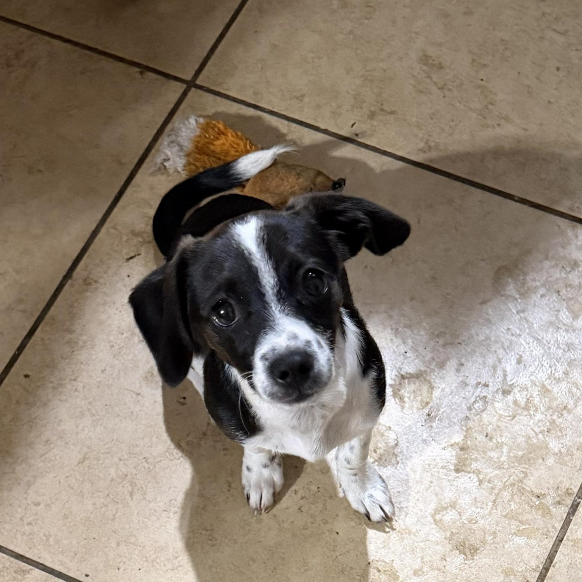 Enlarge Mochi, an adopted mixed breed in Phoenix, AZ image 1/1