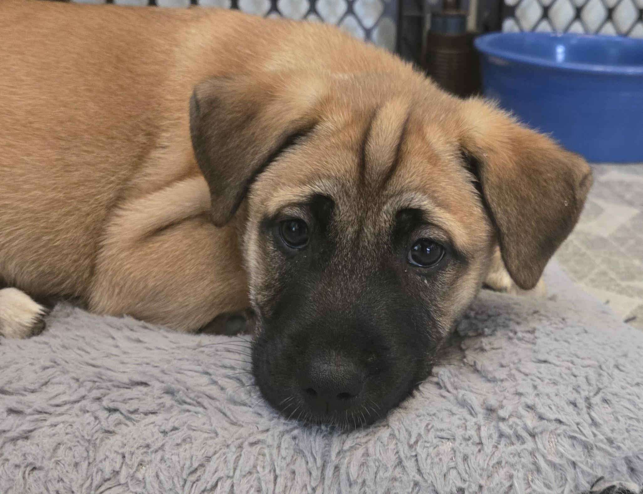 Enlarge Buffy, an adopted mixed breed in San DIego, CA image 3/3