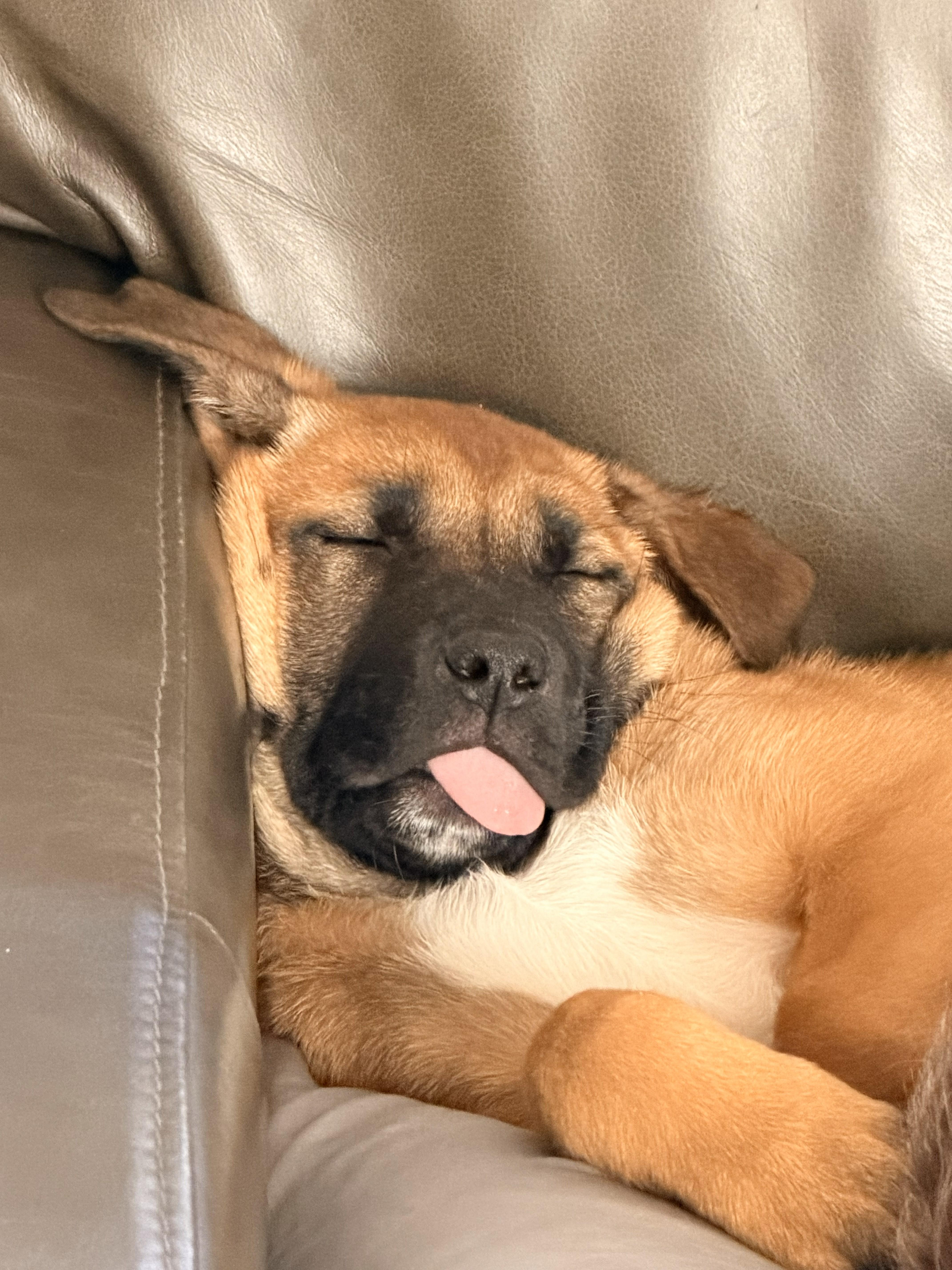 Enlarge Buffy, an adopted mixed breed in San DIego, CA image 2/3