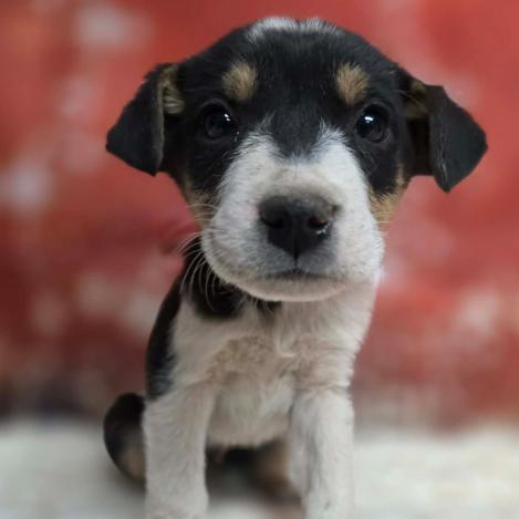 Chad, Adoptable, Puppy Male Cattle Dog.