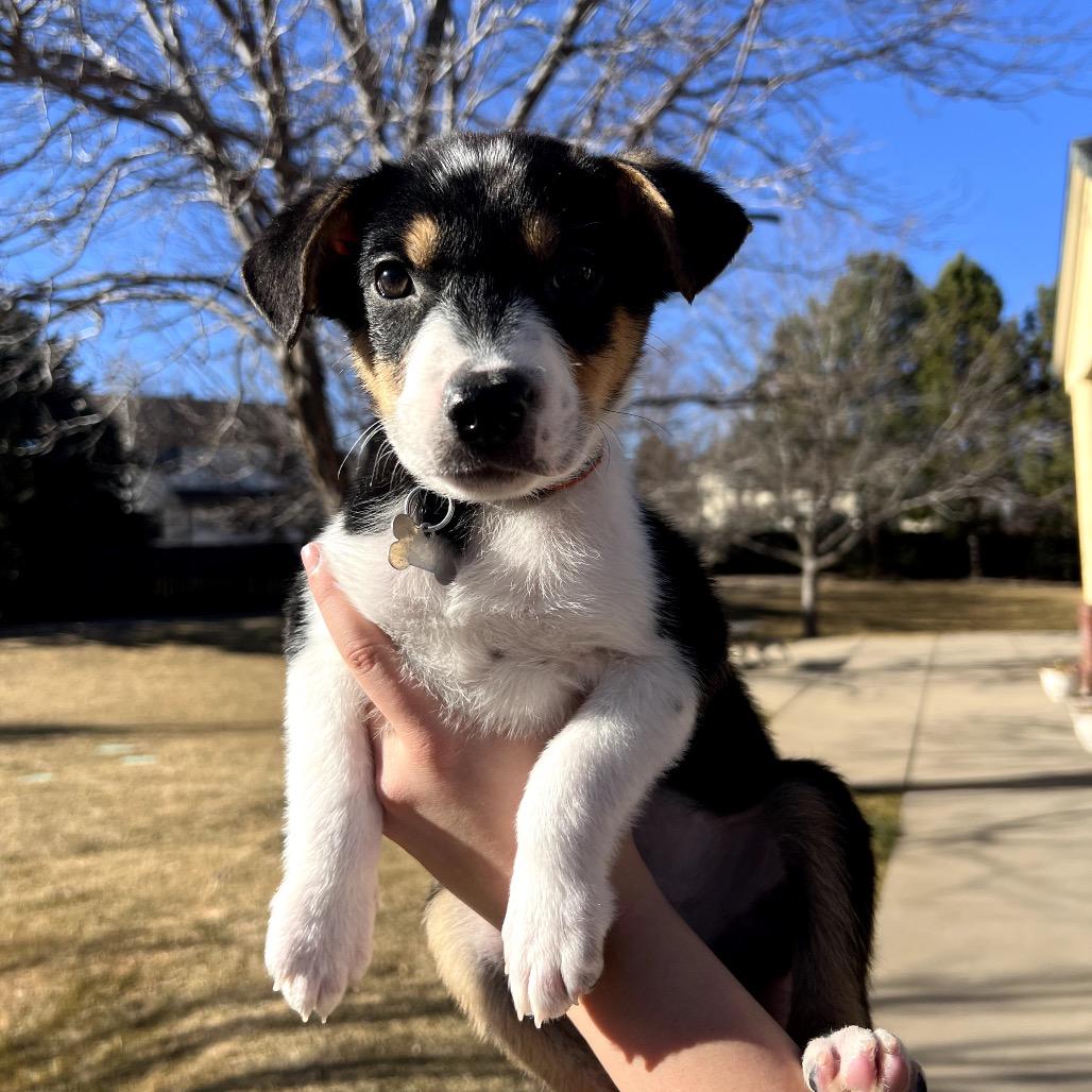 Enlarge Chad, a Adoptable mixed breed in Fort Collins, CO image 2/3