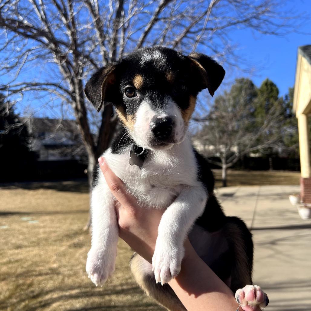 Enlarge Chad, a Adoptable mixed breed in Fort Collins, CO image 3/3