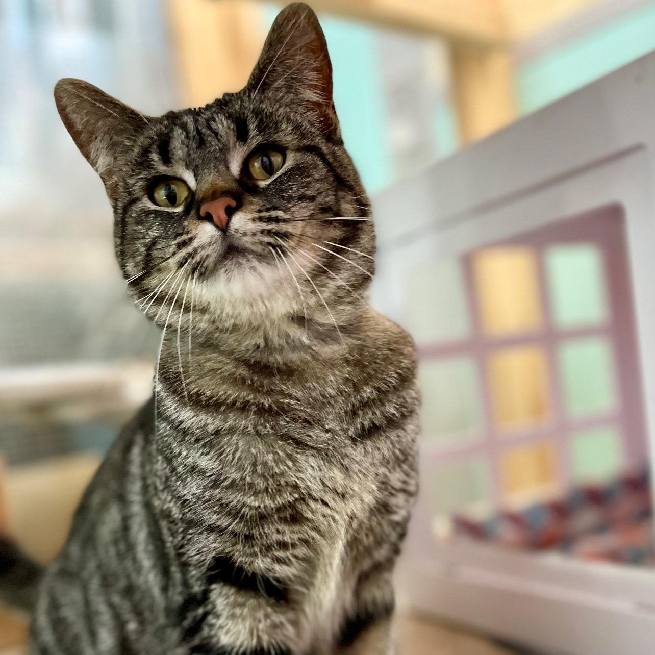 Enlarge Clover, an adoptable mixed breed in Racine, WI image 1/6