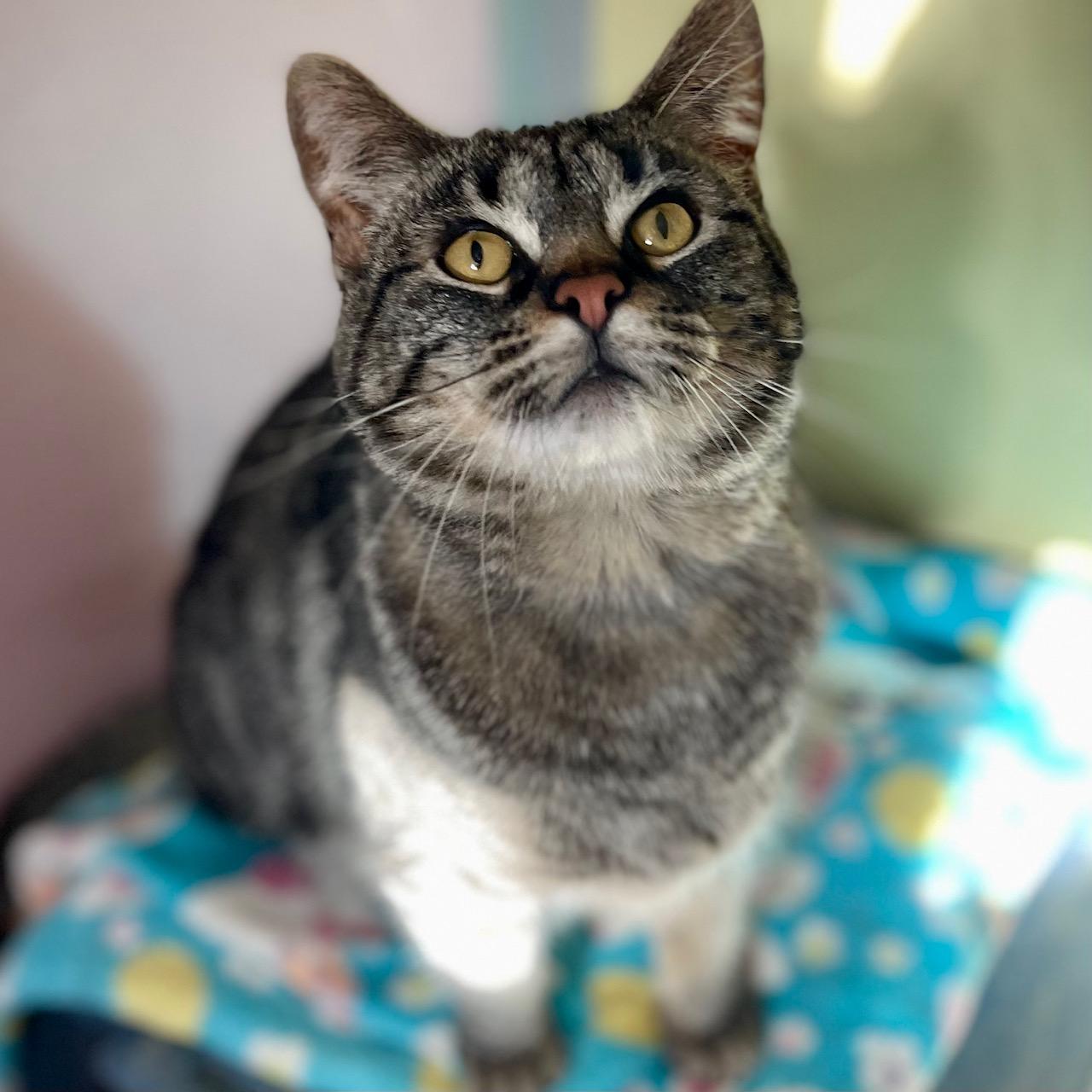 Enlarge Clover, an adoptable mixed breed in Racine, WI image 5/6