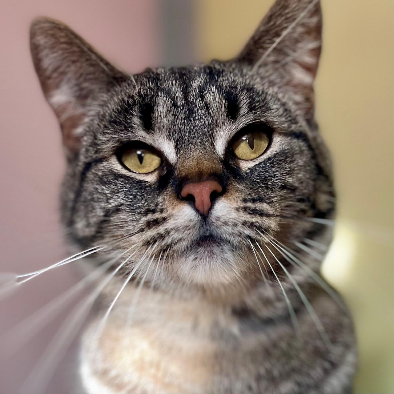 Enlarge Clover, an adoptable mixed breed in Racine, WI image 6/6