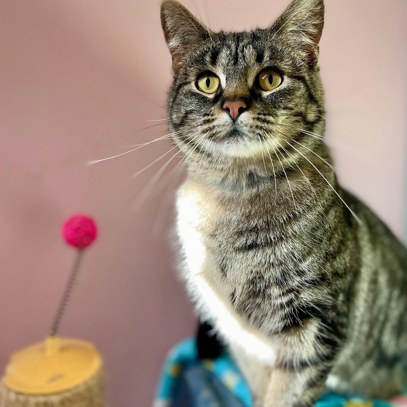 Enlarge Clover, an adoptable mixed breed in Racine, WI image 3/6