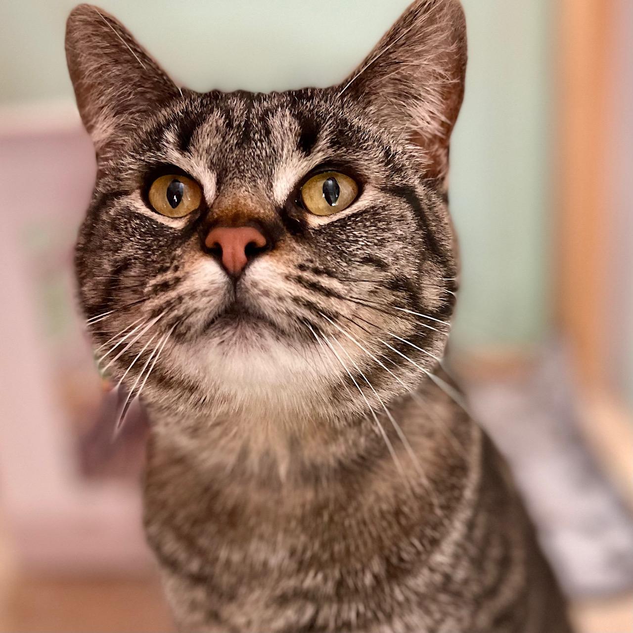 Enlarge Clover, an adoptable mixed breed in Racine, WI image 2/6