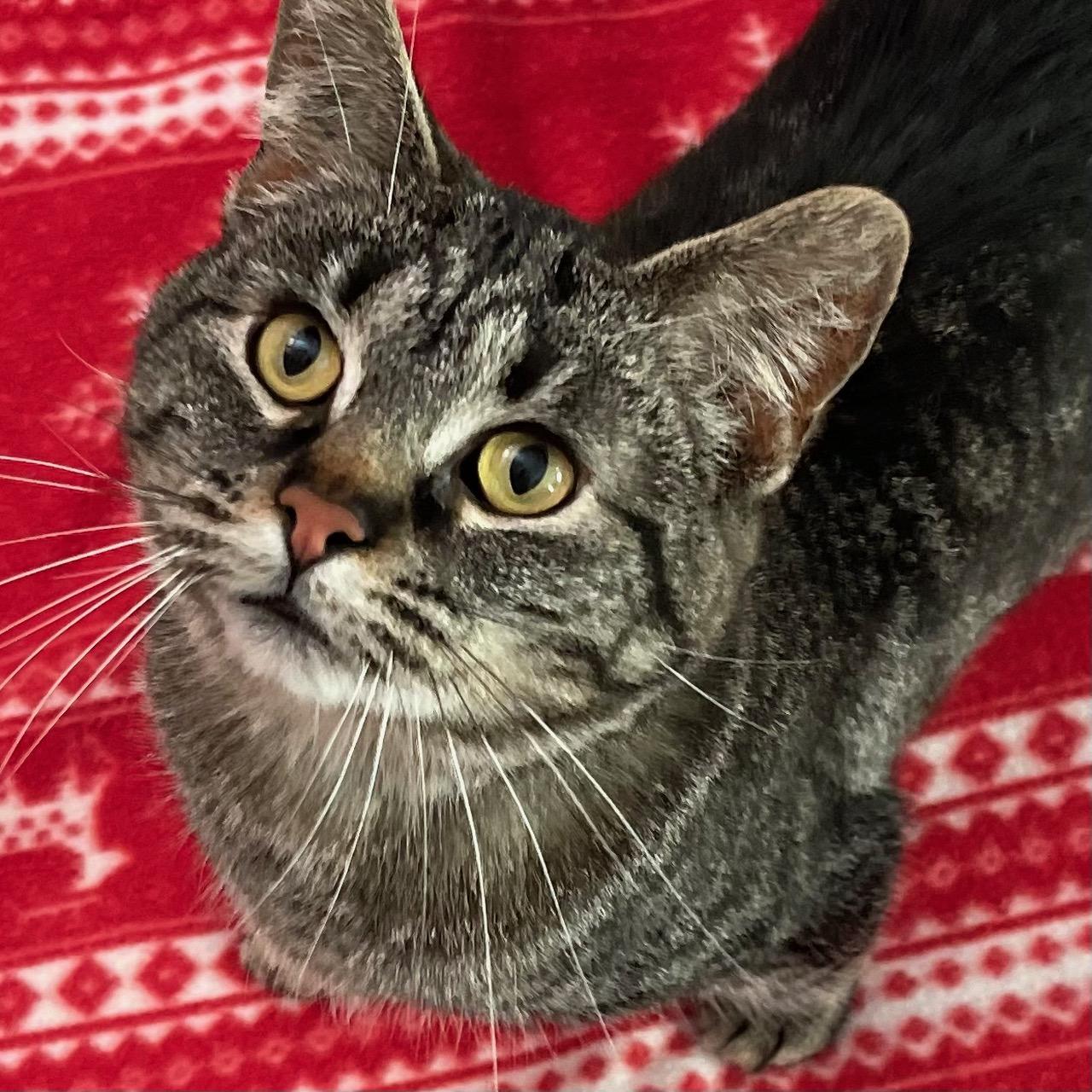 Enlarge Clover, an adoptable mixed breed in Racine, WI image 4/6