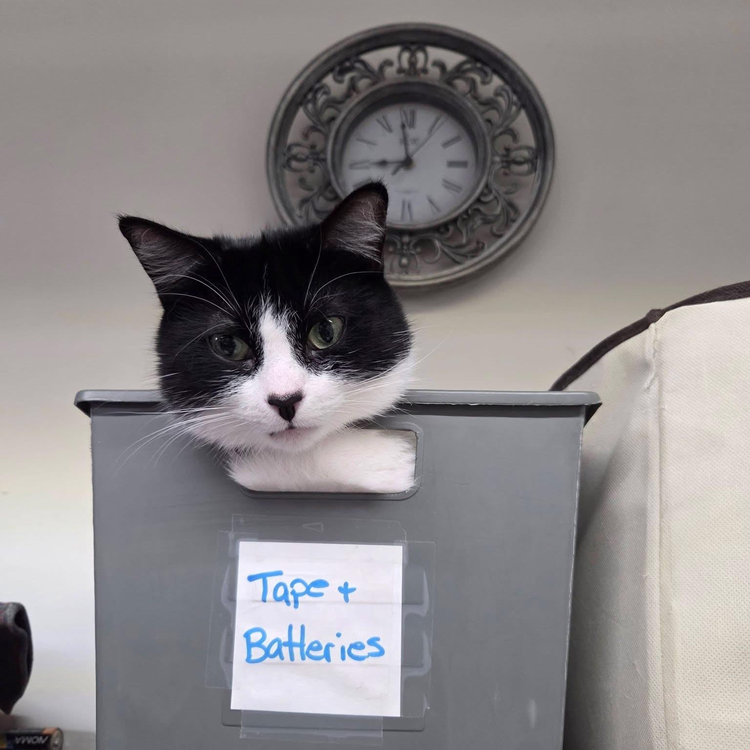 Enlarge FABIA, a Adoptable Tuxedo in Delhi, ON image 2/6