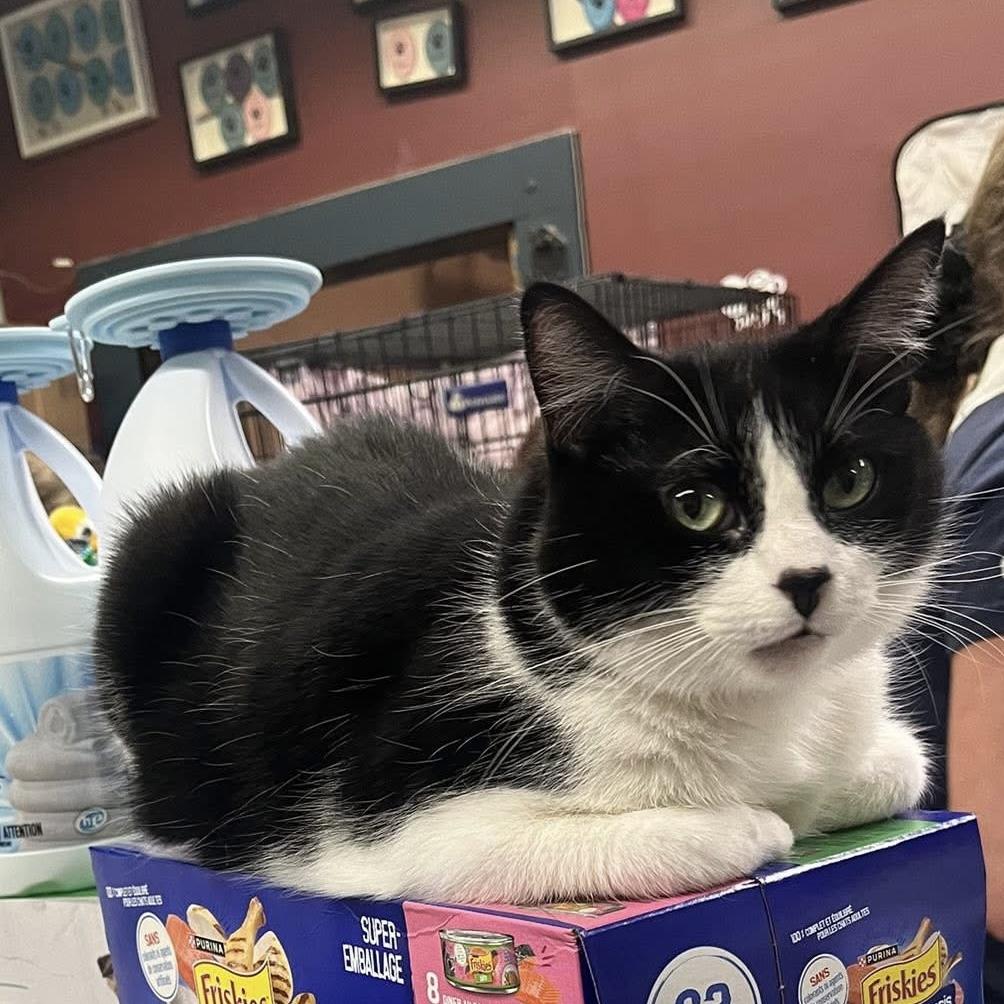 Enlarge FABIA, a Adoptable Tuxedo in Delhi, ON image 6/6