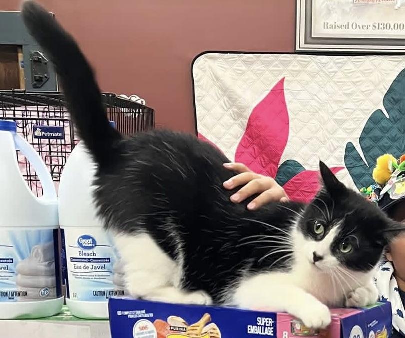 Enlarge FABIA, a Adoptable Tuxedo in Delhi, ON image 5/6