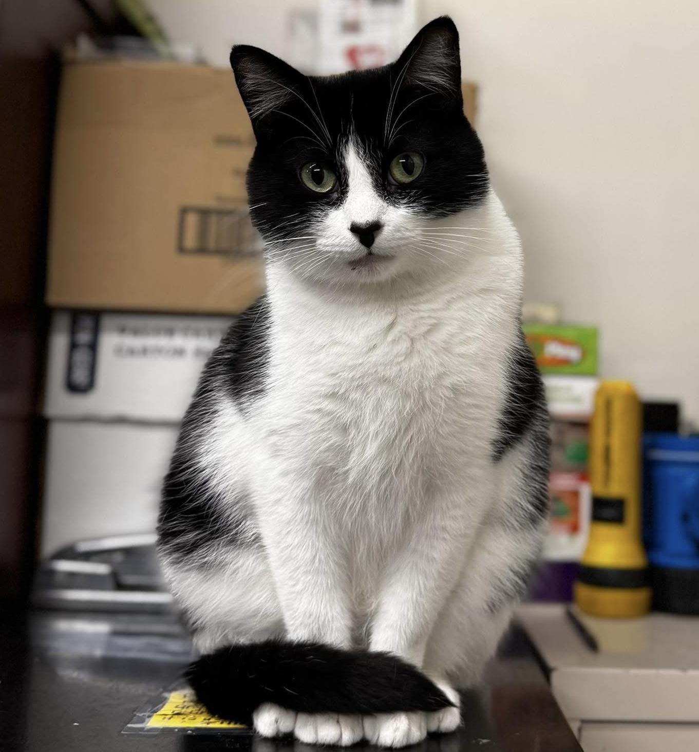 Enlarge FABIA, a Adoptable Tuxedo in Delhi, ON image 2/6