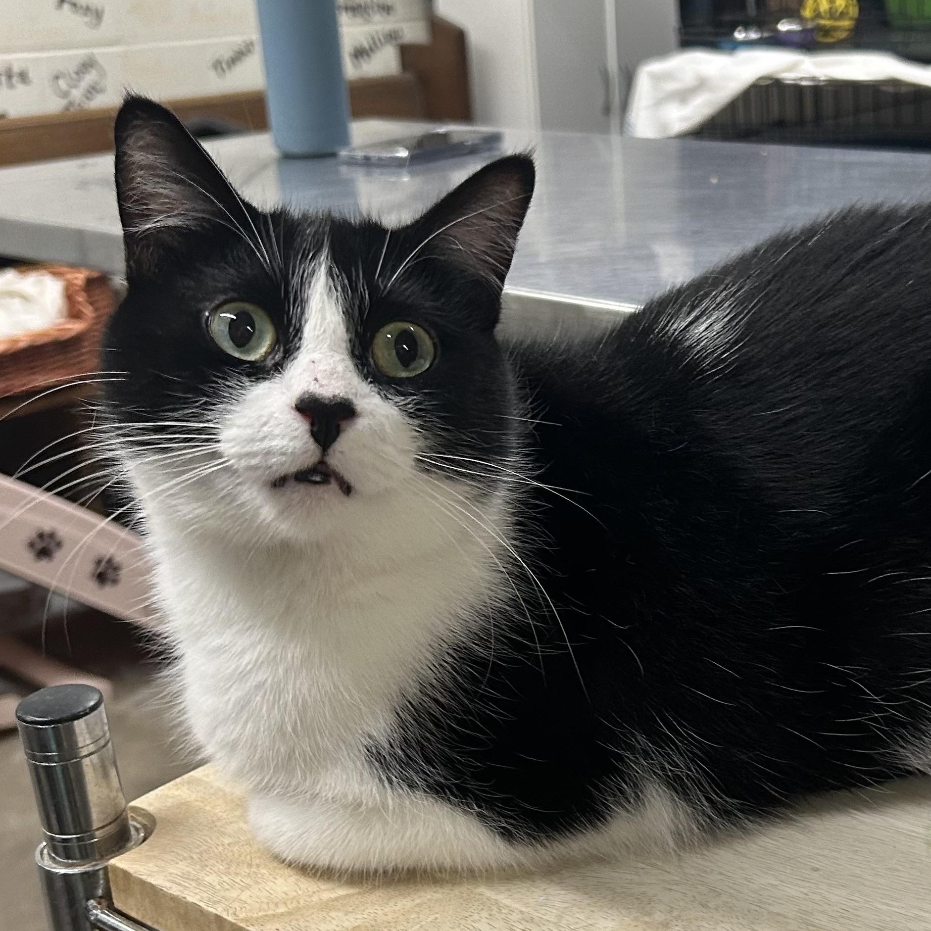 Enlarge FABIA, a Adoptable Tuxedo in Delhi, ON image 3/6