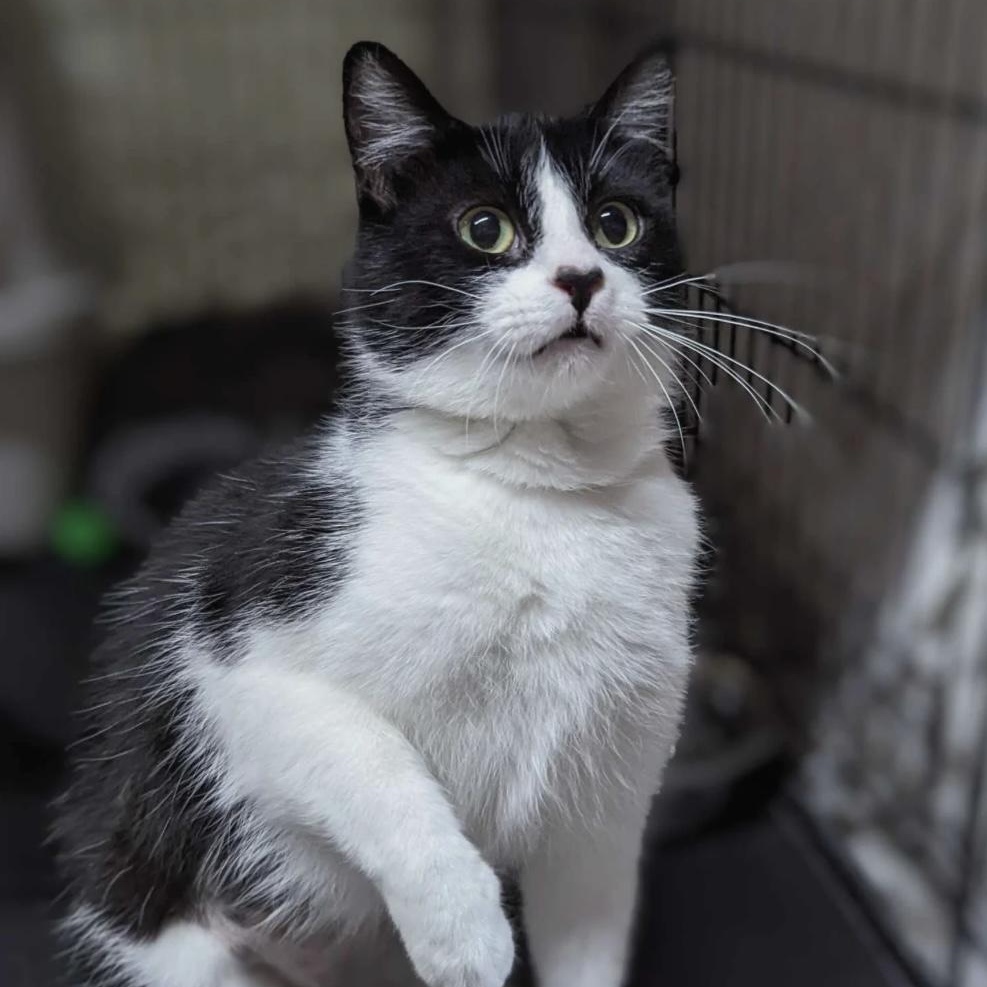 Enlarge FABIA, a Adoptable Tuxedo in Delhi, ON image 6/6