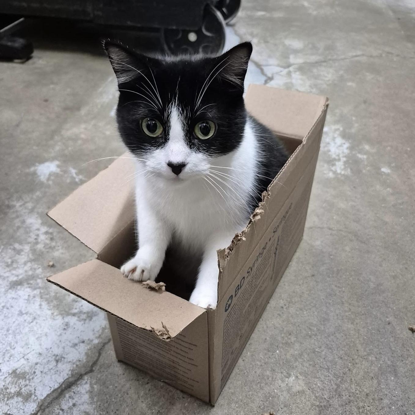 FABIA, Adoptable, Adult Female Tuxedo.