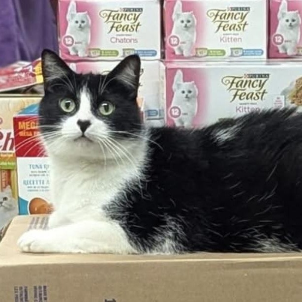 FABIA, Adoptable, Adult Female Tuxedo.