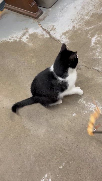 Enlarge FABIA, a Adoptable Tuxedo in Delhi, ON video 5/6
