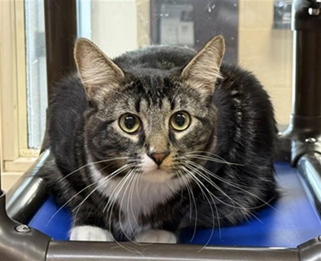 Enlarge JUPITER, a Adoptable Domestic Medium Hair in Aurora, IL image 1/1