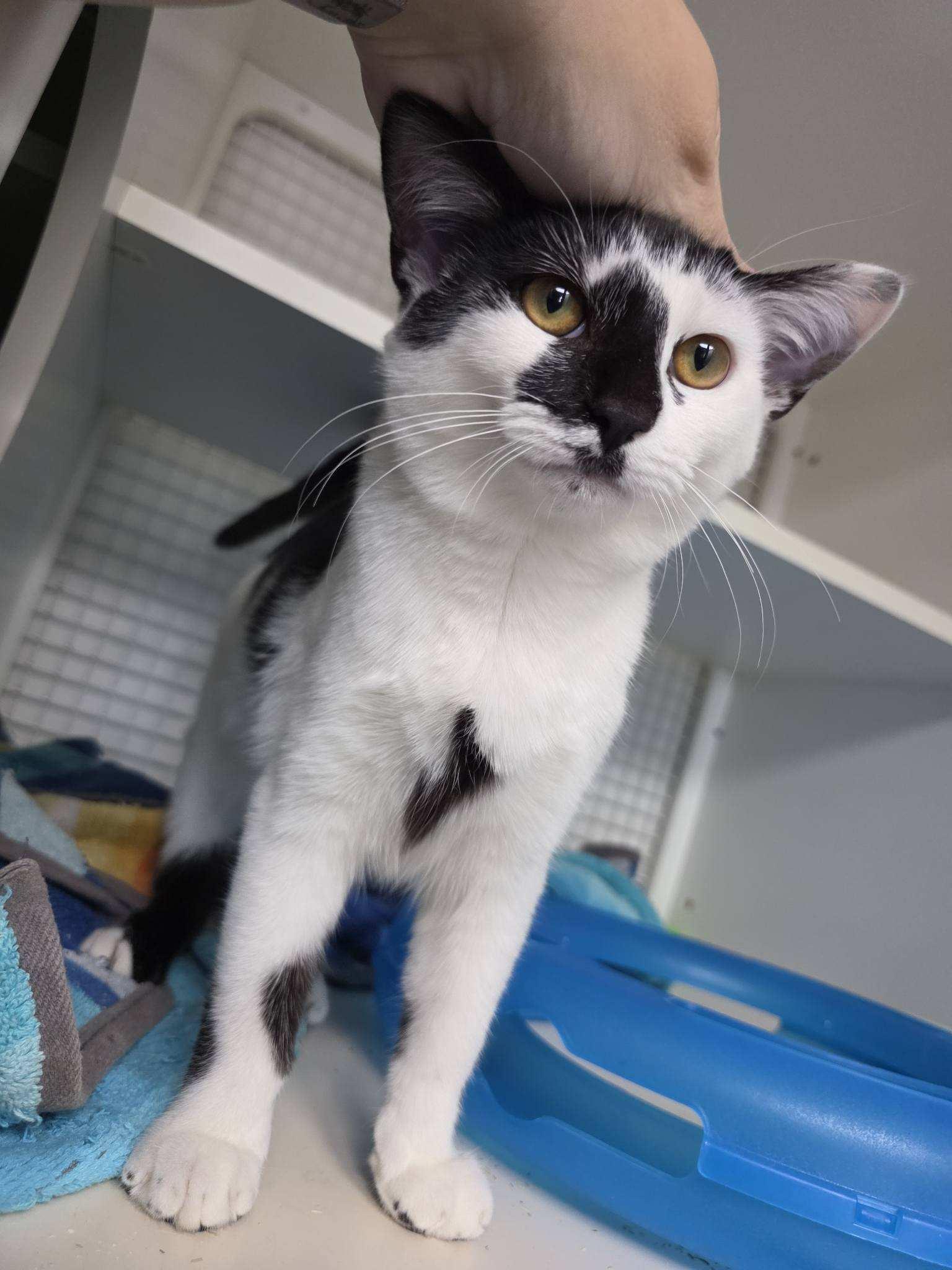 Zander, adopted, Young Male Domestic Short Hair.