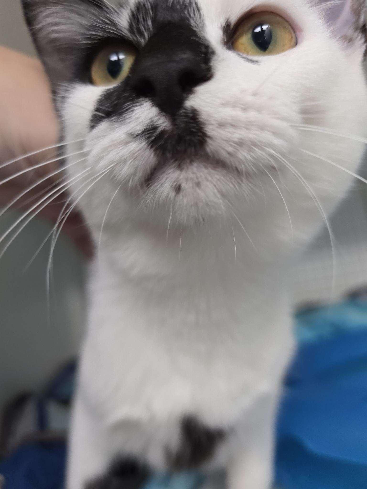 Enlarge Zander, an adopted Domestic Short Hair in College Park, MD image 2/2