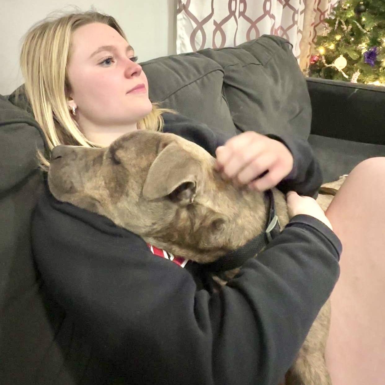 Frank, a Adoptable Pit Bull Terrier in Chicago, IL image 4/6