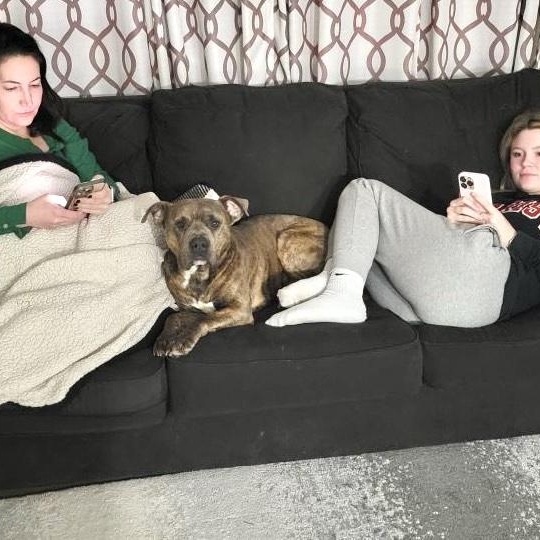 Frank, a Adoptable Pit Bull Terrier in Chicago, IL image 5/6