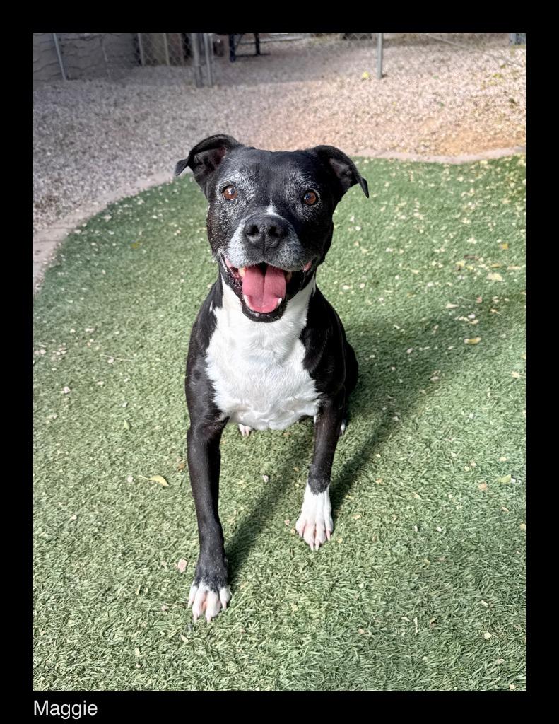 Maggie, Adoptable, Senior Female Staffordshire Bull Terrier.