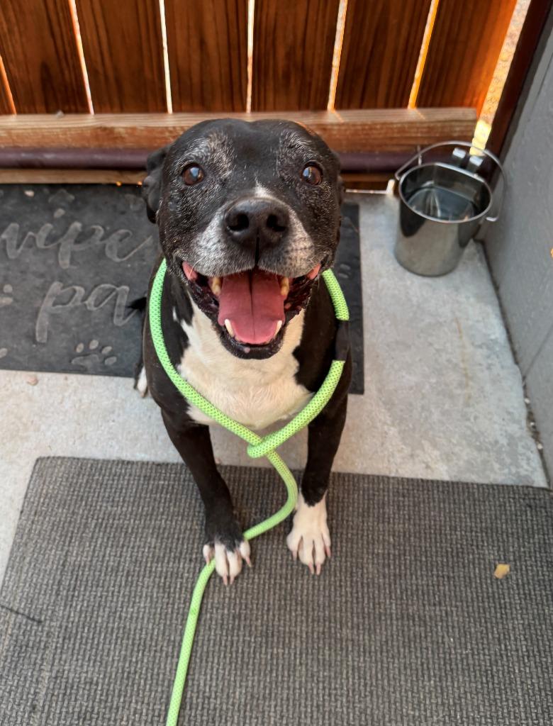 Enlarge Maggie, a Adoptable mixed breed in Chino Valley, AZ image 2/2