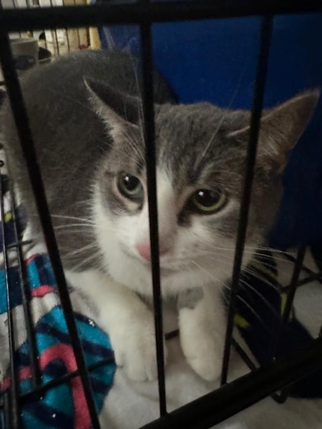 Enlarge Jasimine EL 0519, a Adoptable Domestic Short Hair in West Bloomfield, MI image 1/1