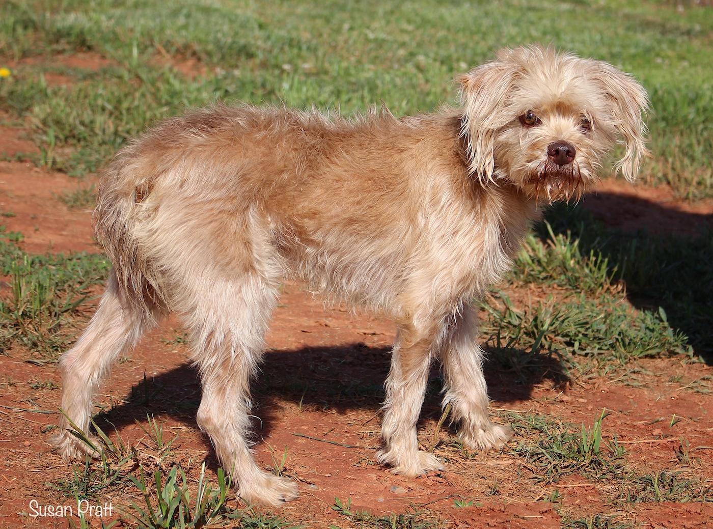 Enlarge Chester, an adopted Terrier in Bedford, VA image 3/3
