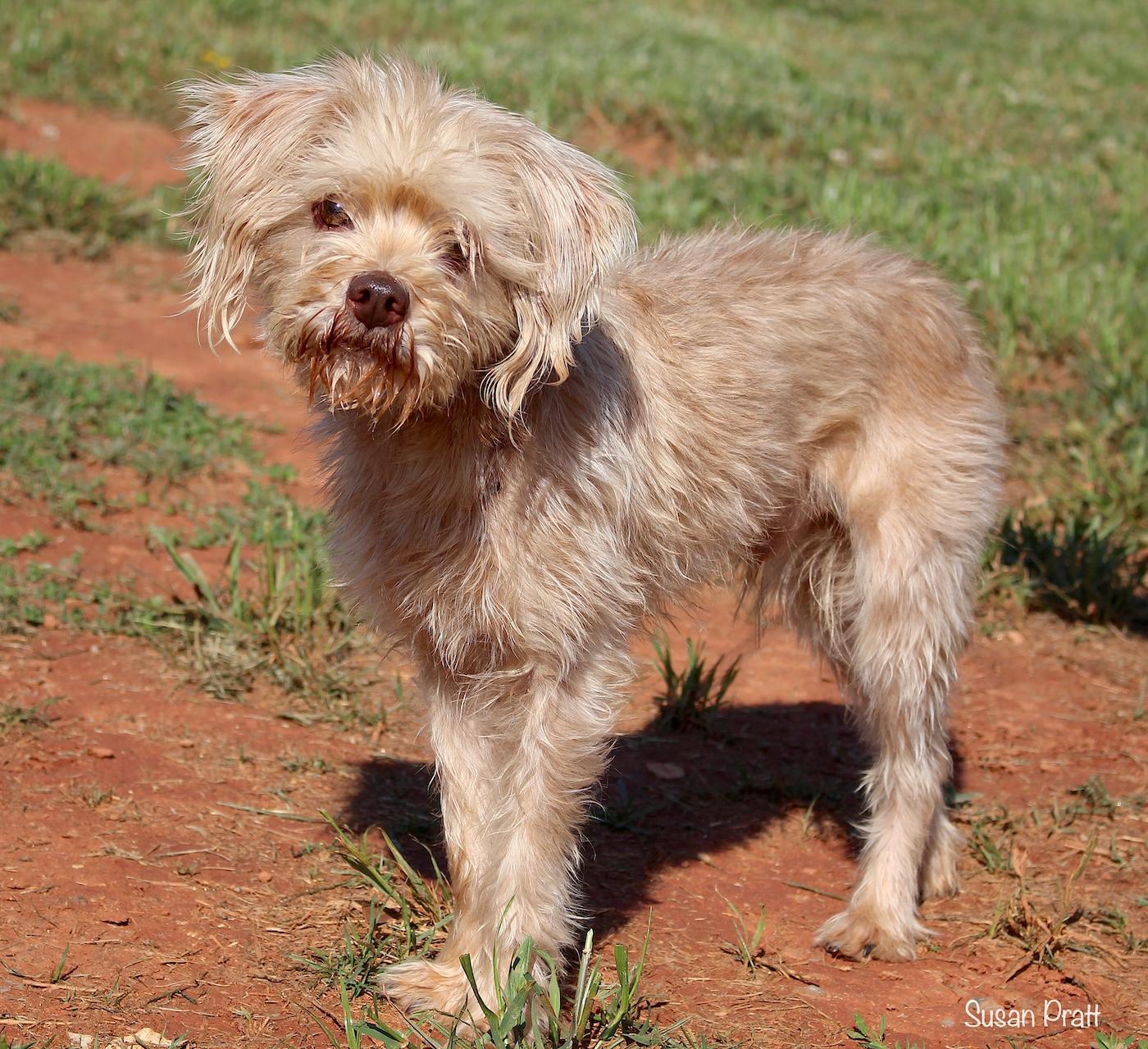 Enlarge Chester, an adopted Terrier in Bedford, VA image 2/3
