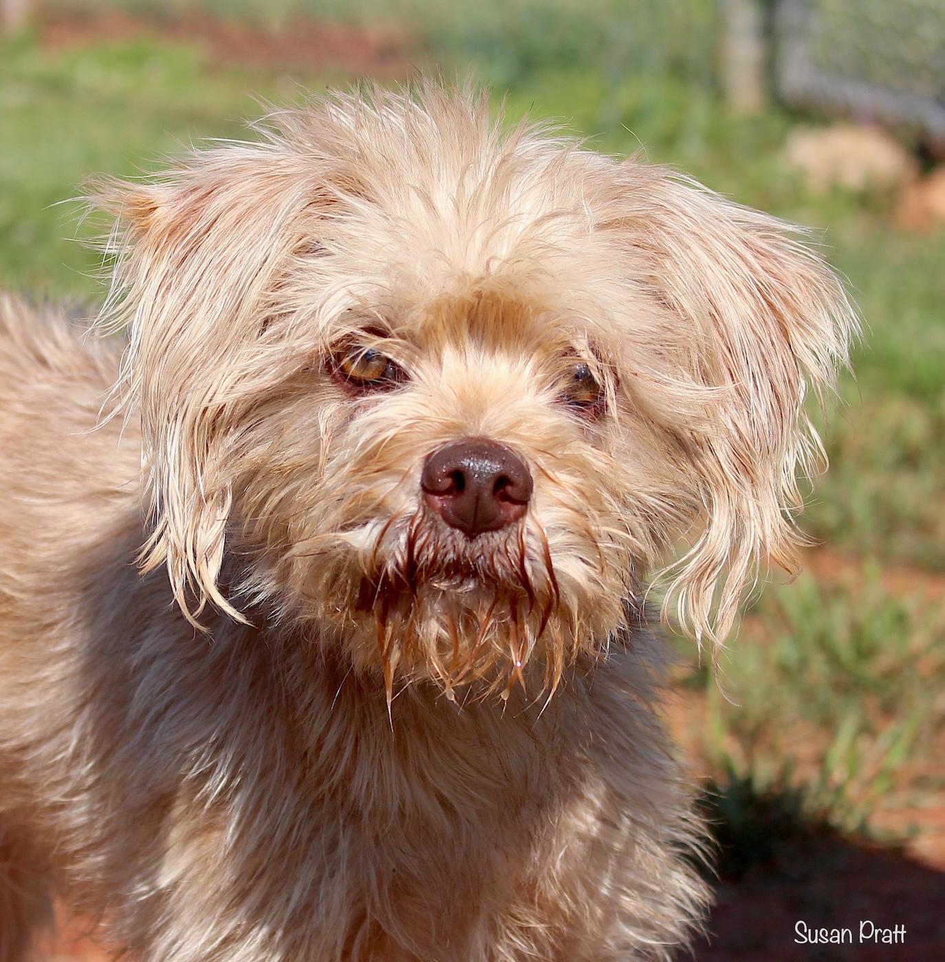 Chester, adopted, Adult Male Terrier.