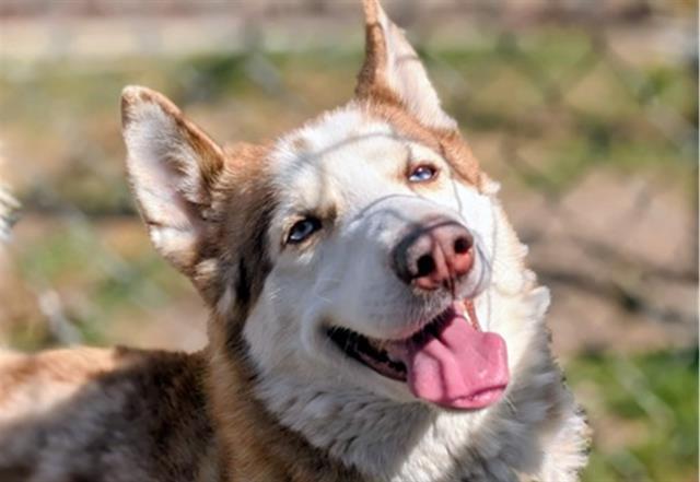 BLAZE, Adoptable, Adult Male Siberian Husky.