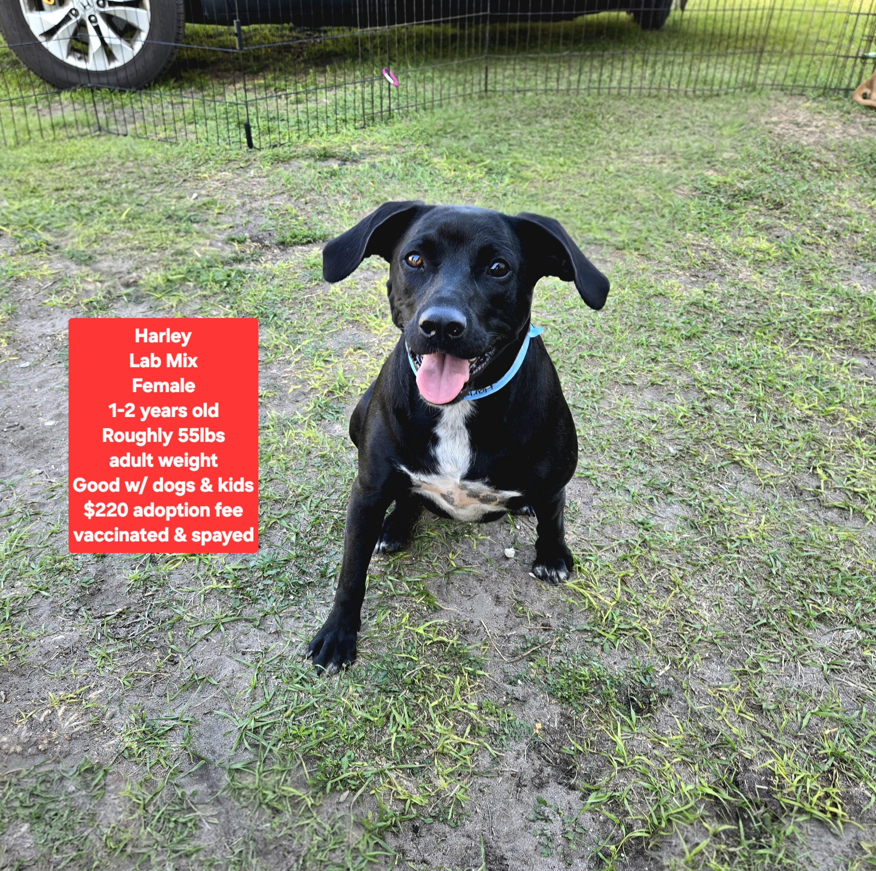 Harley, ADOPTABLE, Adult Female Labrador Retriever.