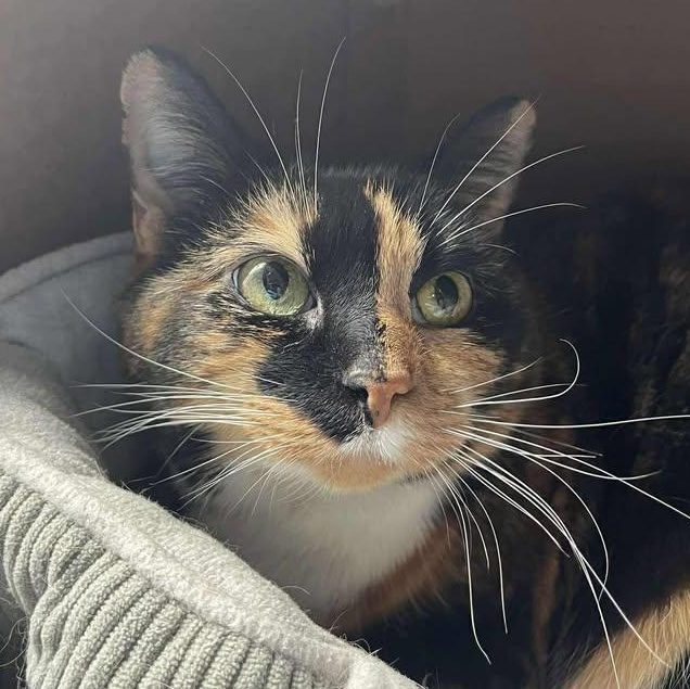 Faith, ADOPTABLE, Adult Female Domestic Short Hair.